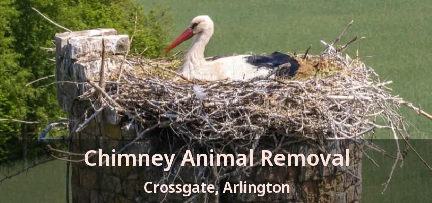 Chimney Animal Removal Crossgate, Arlington - TX Chimney Animal Removal Crossgate, Arlington - TX