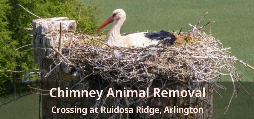 Chimney Animal Removal Crossing at Ruidosa Ridge, Arlington - TX Chimney Animal Removal Crossing at Ruidosa Ridge, Arlington - TX