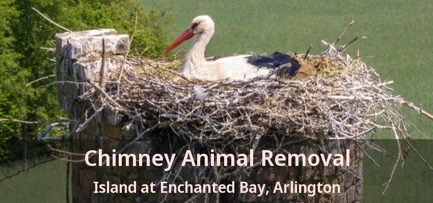 Chimney Animal Removal Island at Enchanted Bay, Arlington - TX Chimney Animal Removal Island at Enchanted Bay, Arlington - TX