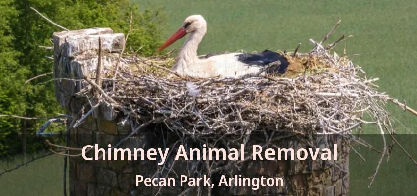 Chimney Animal Removal Pecan Park, Arlington - TX
